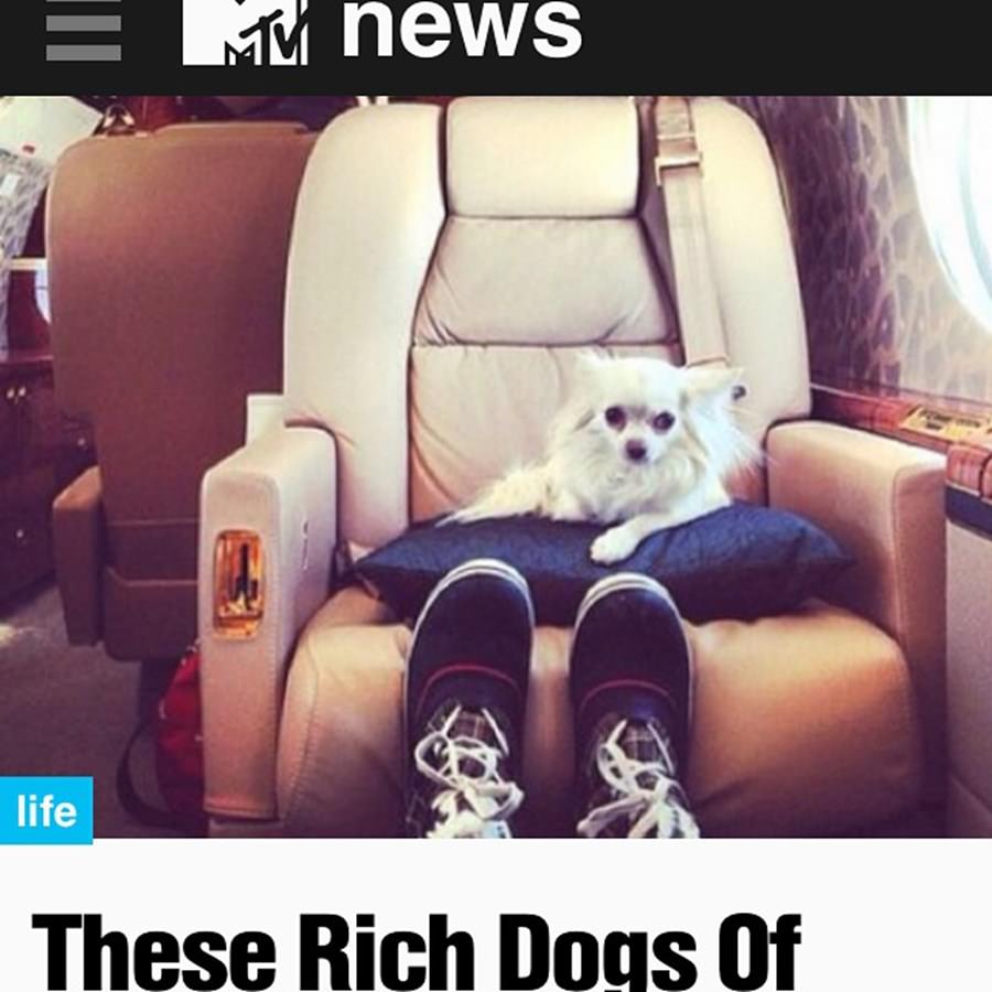 Instagram'ın zengin köpekleri