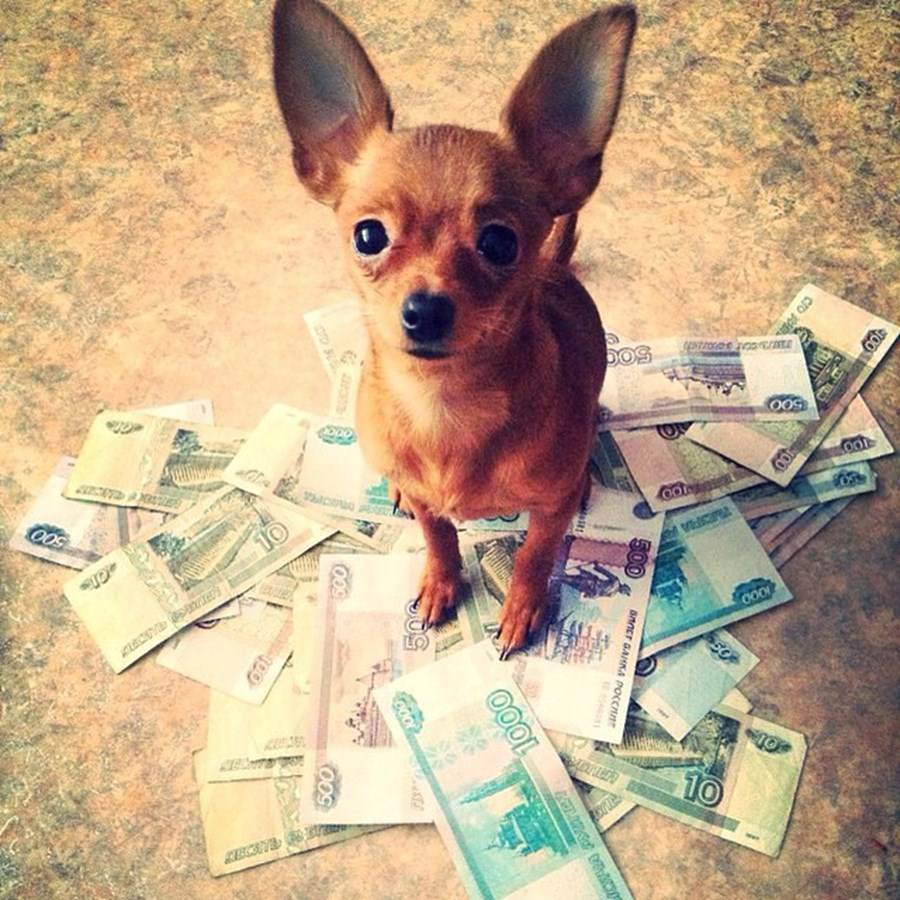 Instagram'ın zengin köpekleri