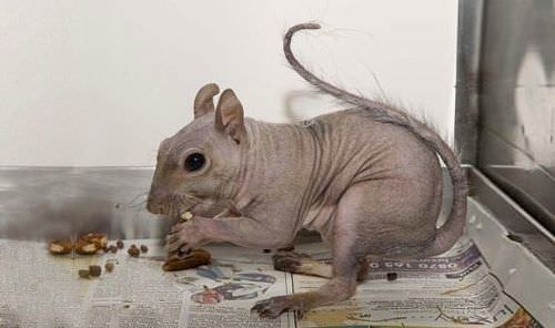 Bu hayvanları daha önce hiç görmediniz!