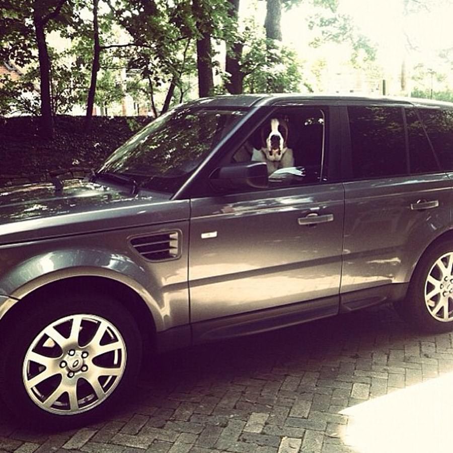 Instagram'ın zengin köpekleri