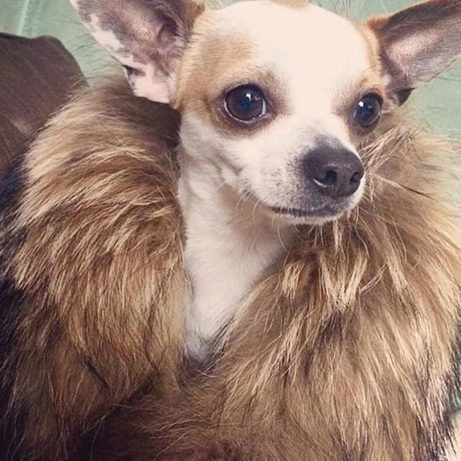 Instagram'ın zengin köpekleri