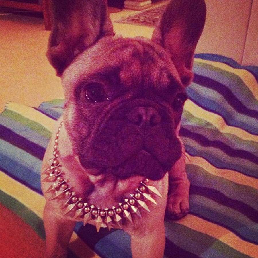 Instagram'ın zengin köpekleri