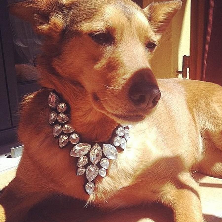 Instagram'ın zengin köpekleri