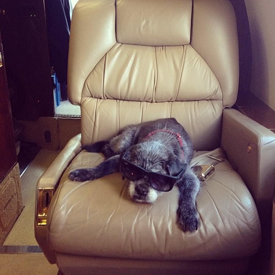 Instagram'ın zengin köpekleri