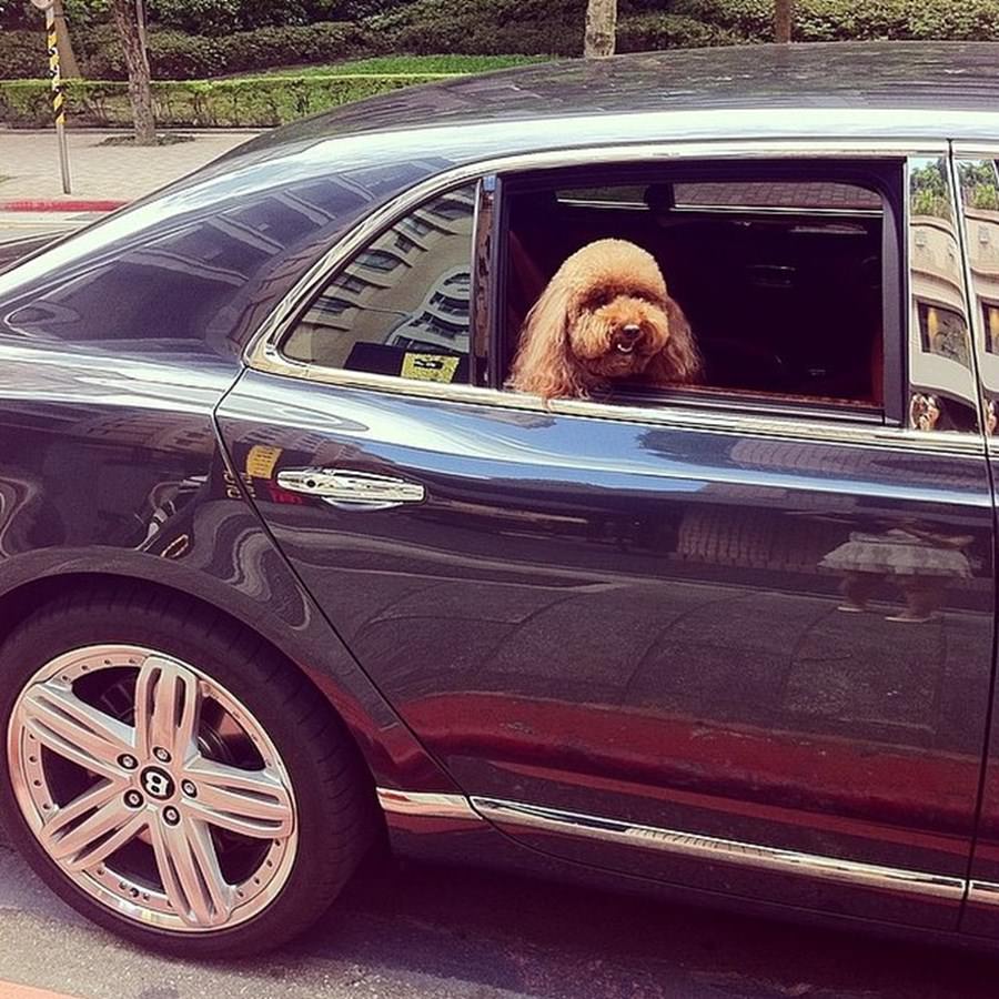 Instagram'ın zengin köpekleri