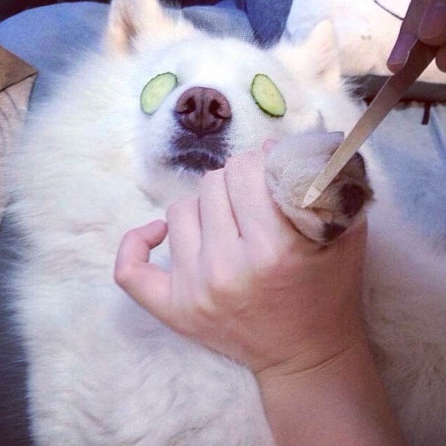 Instagram'ın zengin köpekleri