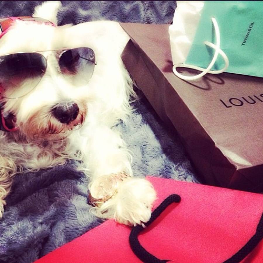 Instagram'ın zengin köpekleri