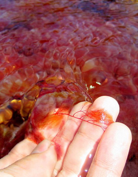 İşte dünyanın en güzel nehri