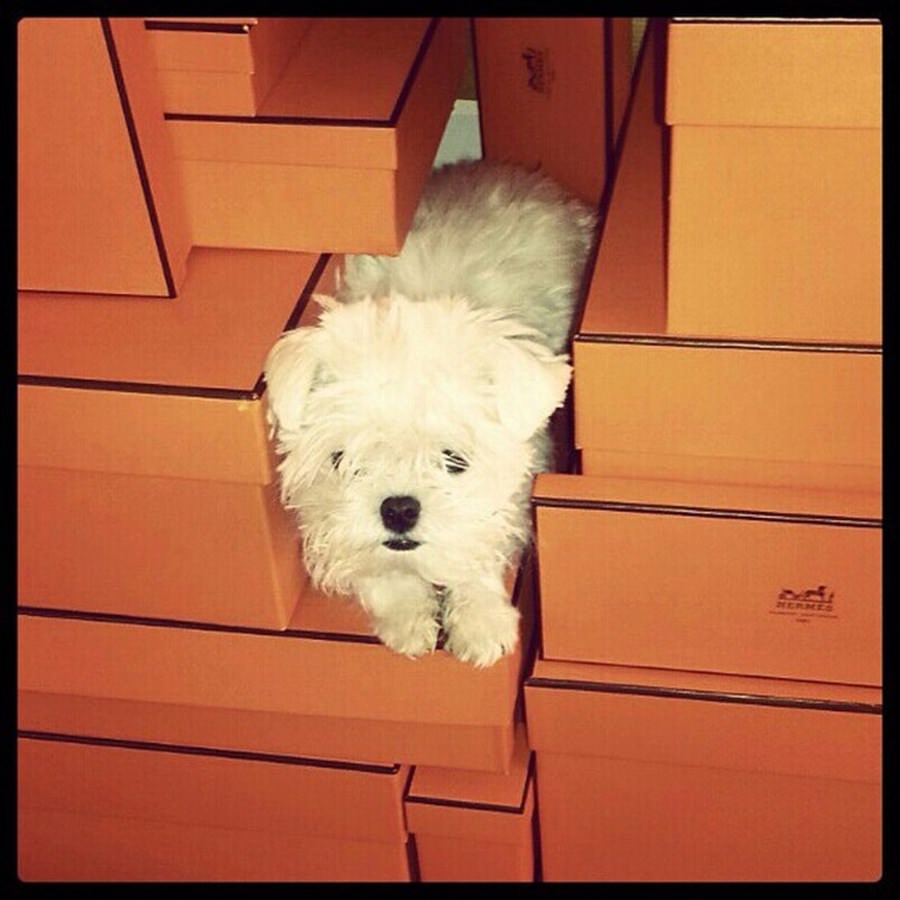 Instagram'ın zengin köpekleri