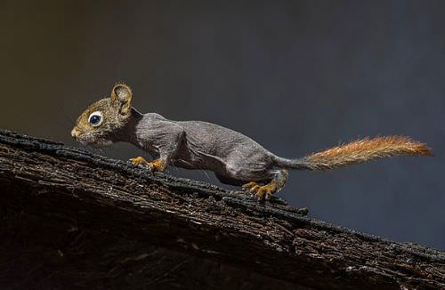 Bu hayvanları daha önce hiç görmediniz!