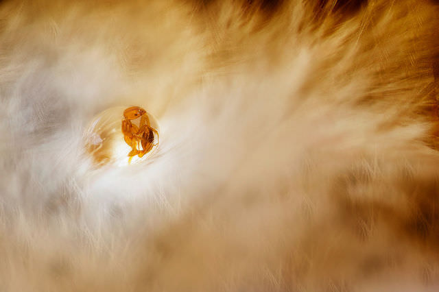 Photoshop değil hepsi gerçek!