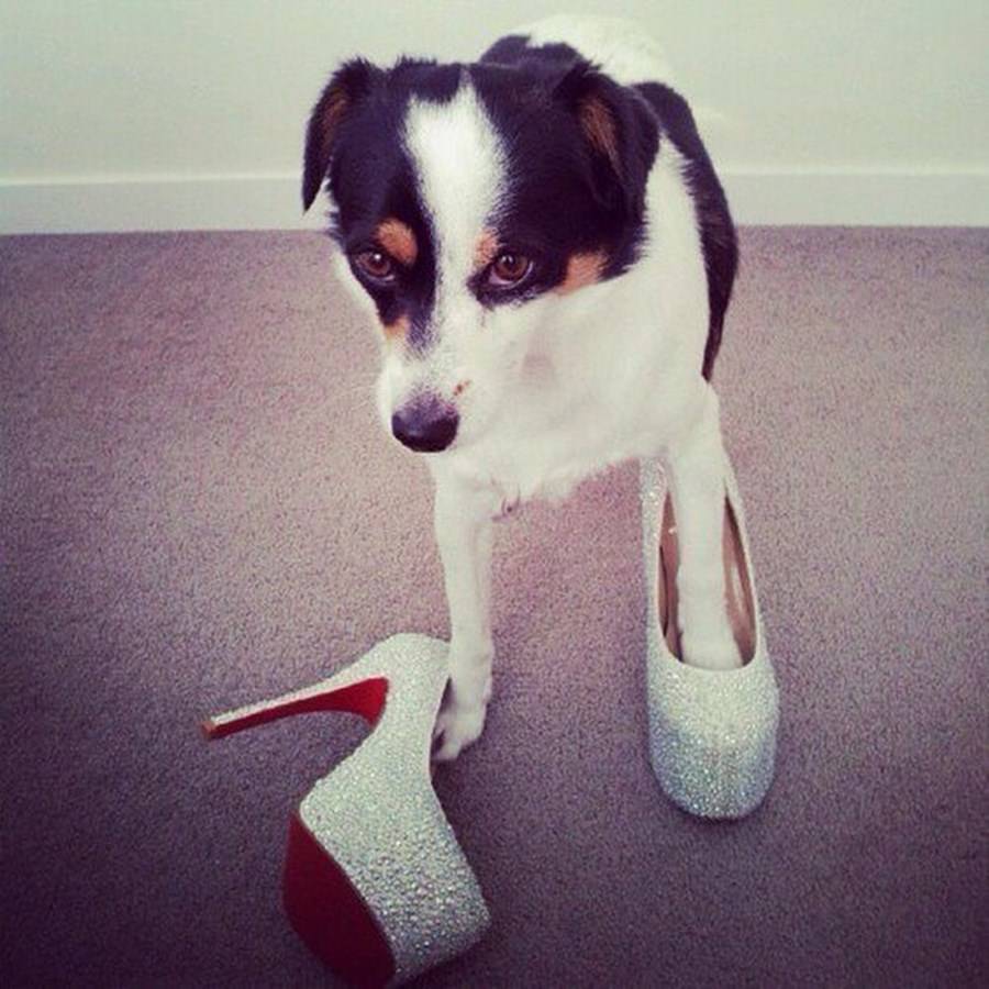 Instagram'ın zengin köpekleri