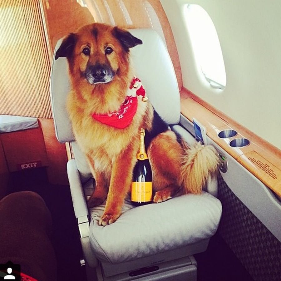 Instagram'ın zengin köpekleri