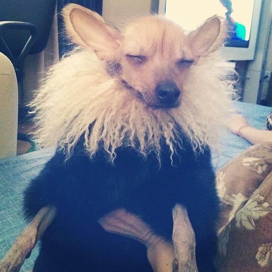 Instagram'ın zengin köpekleri