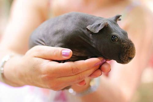 Bu hayvanları daha önce hiç görmediniz!