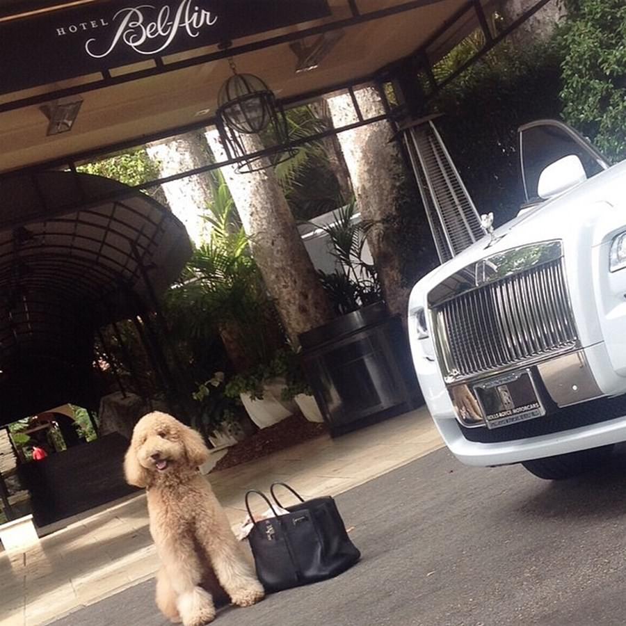 Instagram'ın zengin köpekleri