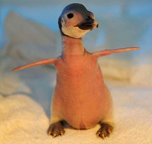 Bu hayvanları daha önce hiç görmediniz!