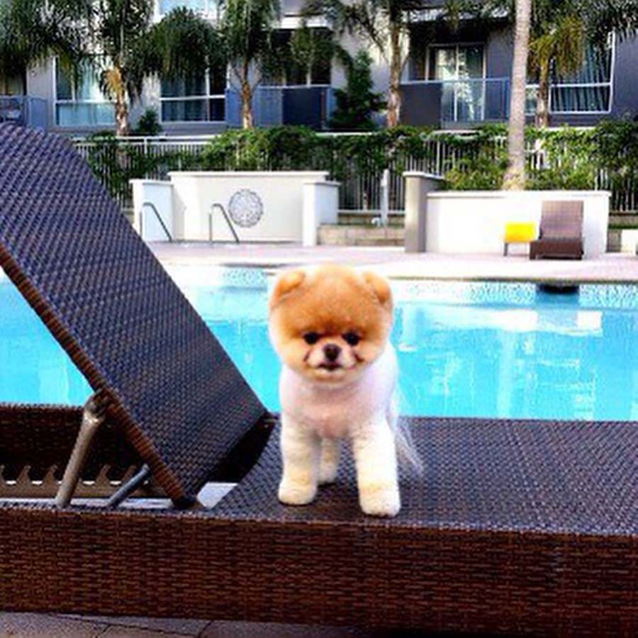 Instagram'ın zengin köpekleri