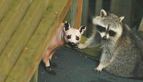 Bu hayvanları daha önce hiç görmediniz!