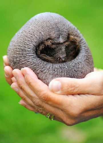Bu hayvanları daha önce hiç görmediniz!