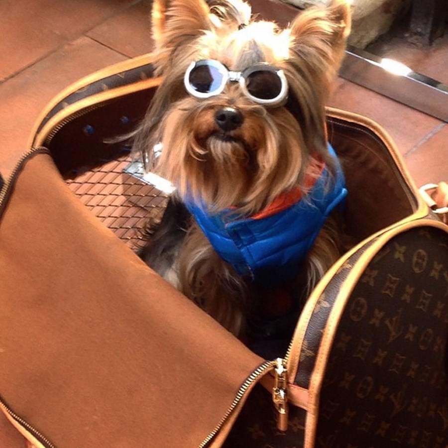 Instagram'ın zengin köpekleri