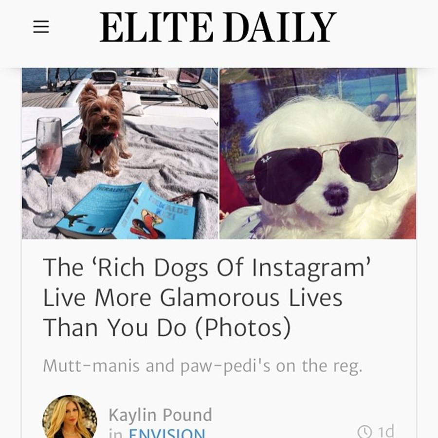 Instagram'ın zengin köpekleri