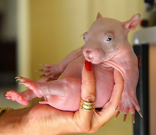 Bu hayvanları daha önce hiç görmediniz!