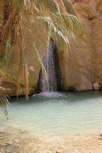 Çölün ortasında şaşırtan hayat