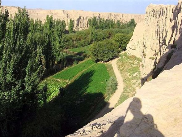 Çölün ortasında şaşırtan hayat