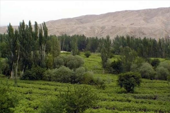 Çölün ortasında şaşırtan hayat