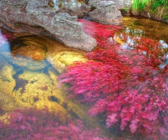 5 renk akan nehir görenleri şaşırttı