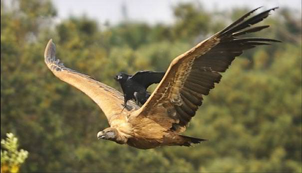 Tembelliği hayat felsefesi yapanlar