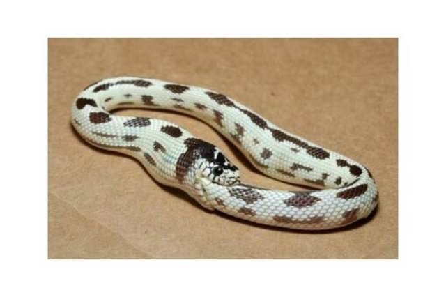 İnternetin fenomen kareleri