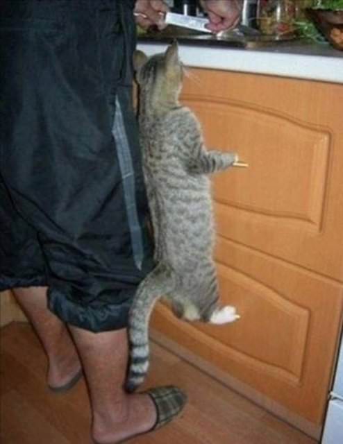 İnternetin fenomen kareleri