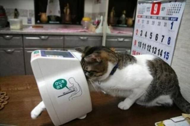 İnternetin fenomen kareleri