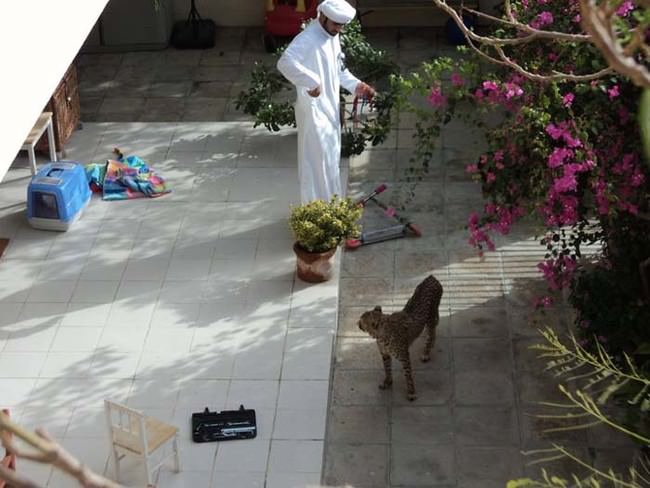 Zengin Arapların gösterişi