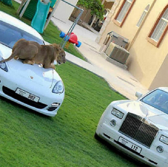 Zengin Arapların gösterişi