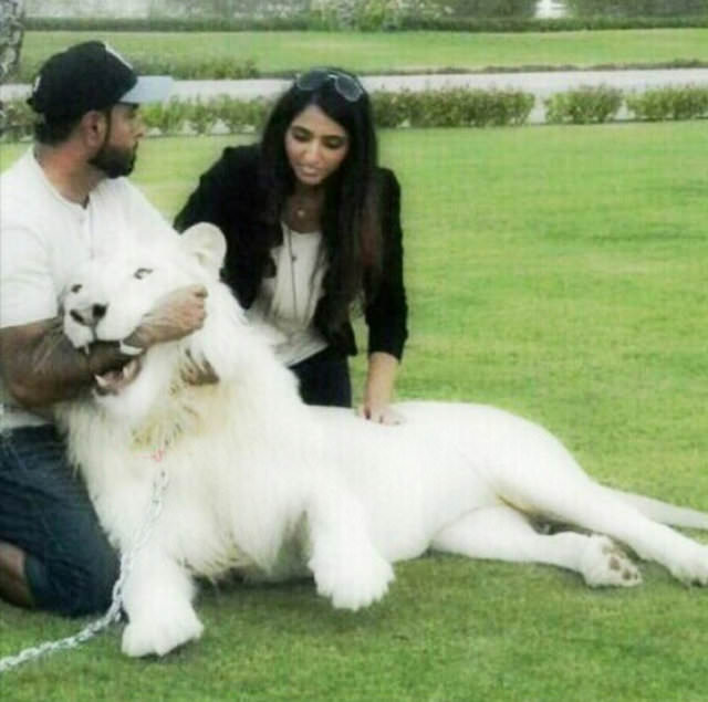 Zengin Arapların gösterişi