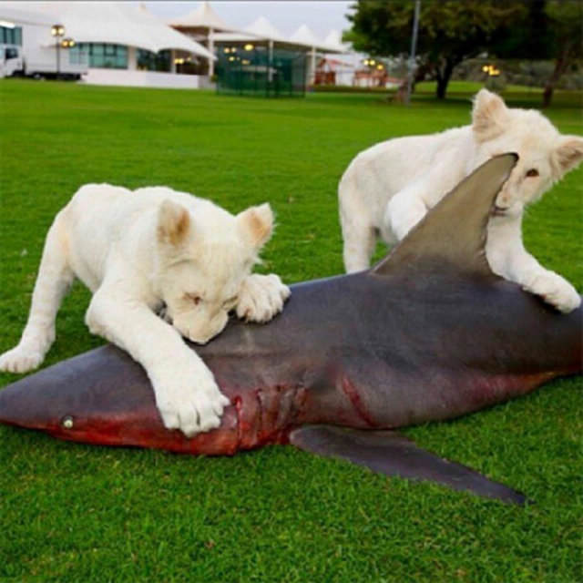 Zengin Arapların gösterişi