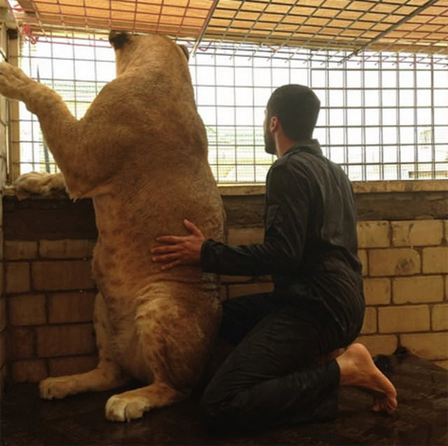 Zengin Arapların gösterişi