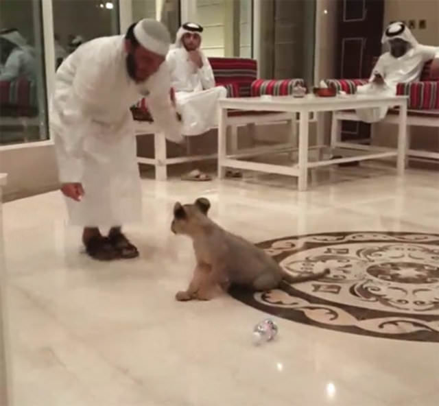 Zengin Arapların gösterişi