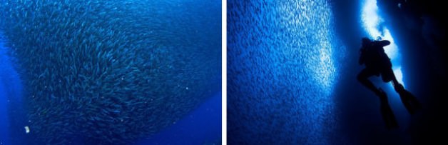 Doğanın mucize görüntüleri