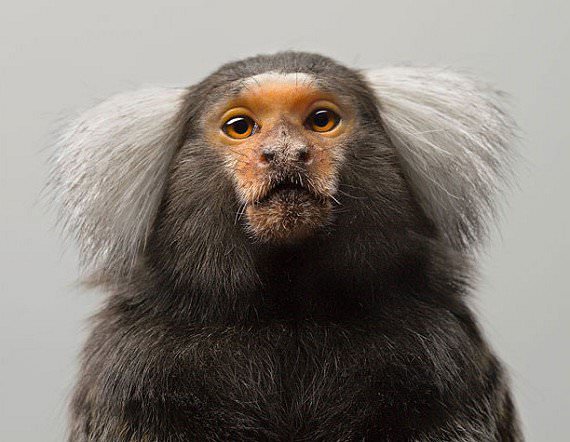 Hayvanların şaşırtan becerileri