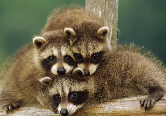 Hayvanların şaşırtan becerileri