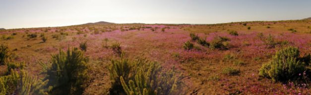Doğanın mucize görüntüleri