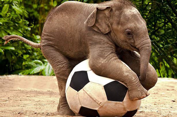 Hayvanların şaşırtan becerileri