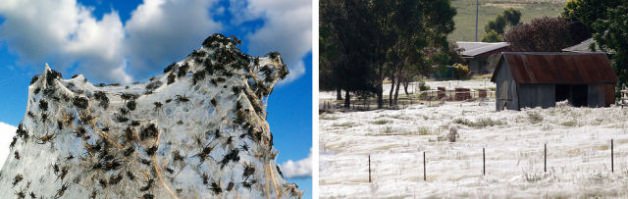 Doğanın mucize görüntüleri