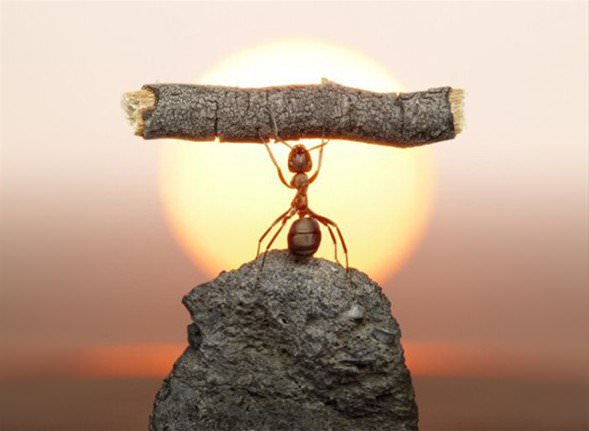 Hayvanların şaşırtan becerileri