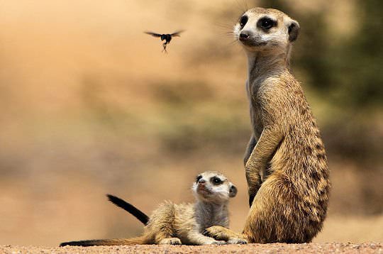 Hayvanların şaşırtan becerileri