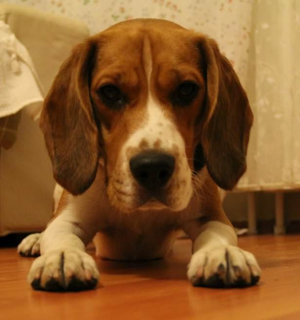 Hayvanların şaşırtan becerileri